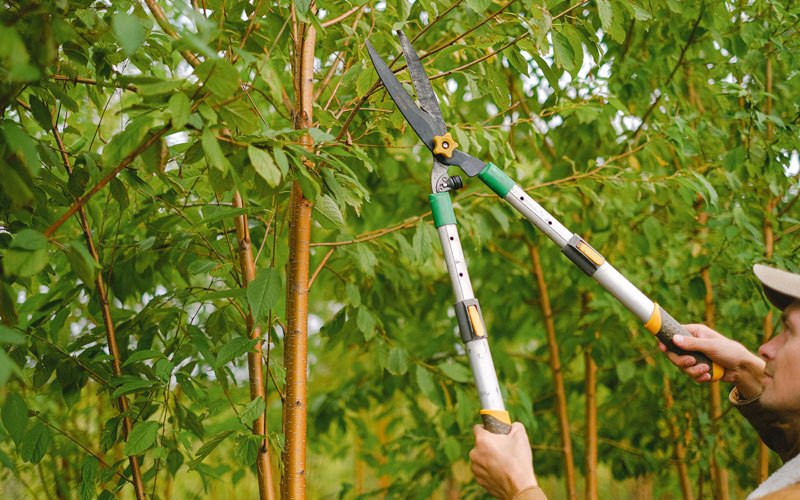 Tree trimming in Arcola, IL